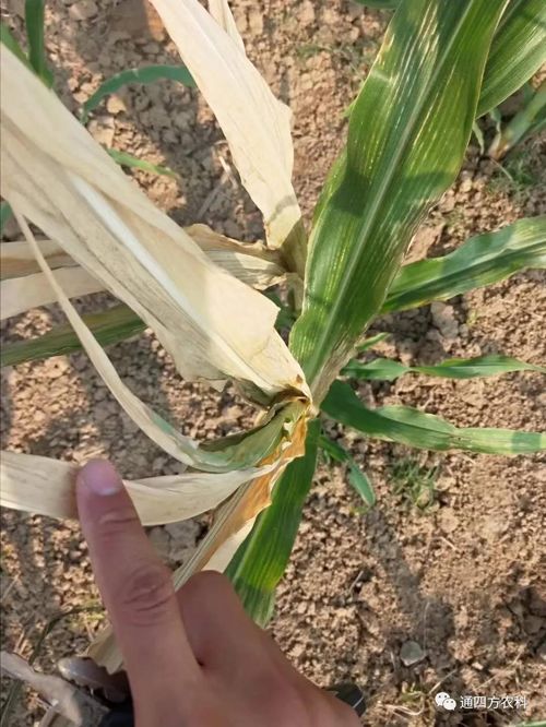 쵽(li)ģʽ_(ki)(du)ɶΣA(y)